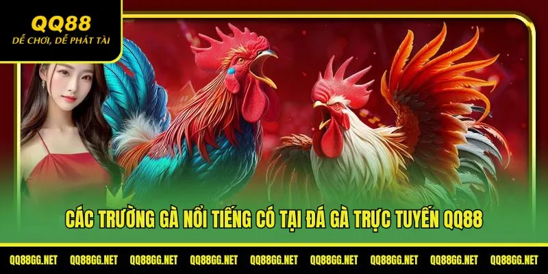 Các trường gà nổi tiếng có tại đá gà trực tuyến QQ88